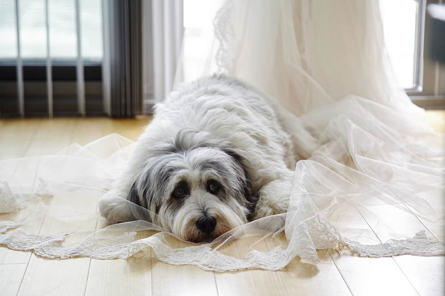 silverlight wedding photography Toronto