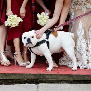 I'm always a sucker for a wedding dog!⁠⠀
.⁠⠀
.⁠⠀
#weddingdogs⁠⠀
#torontoweddingphotography⁠⠀
#berkeleychurchwedding⁠⠀
#berkeleychurchphotography⁠⠀
#bridalpartyphotography⁠⠀